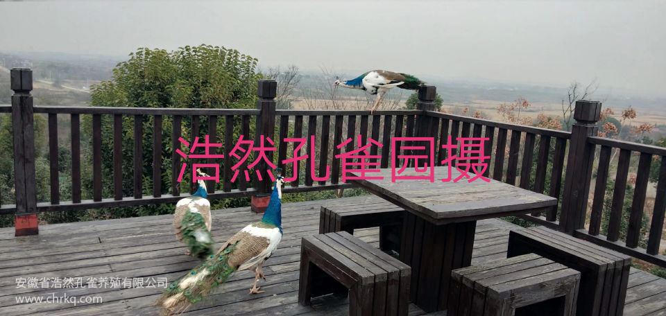 芜湖浩然孔雀养殖